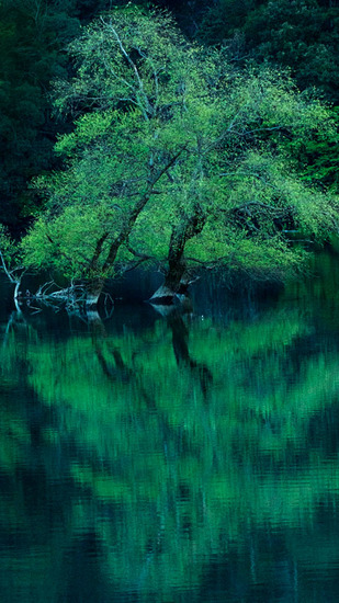 0514_shozo_青い樹々.jpg